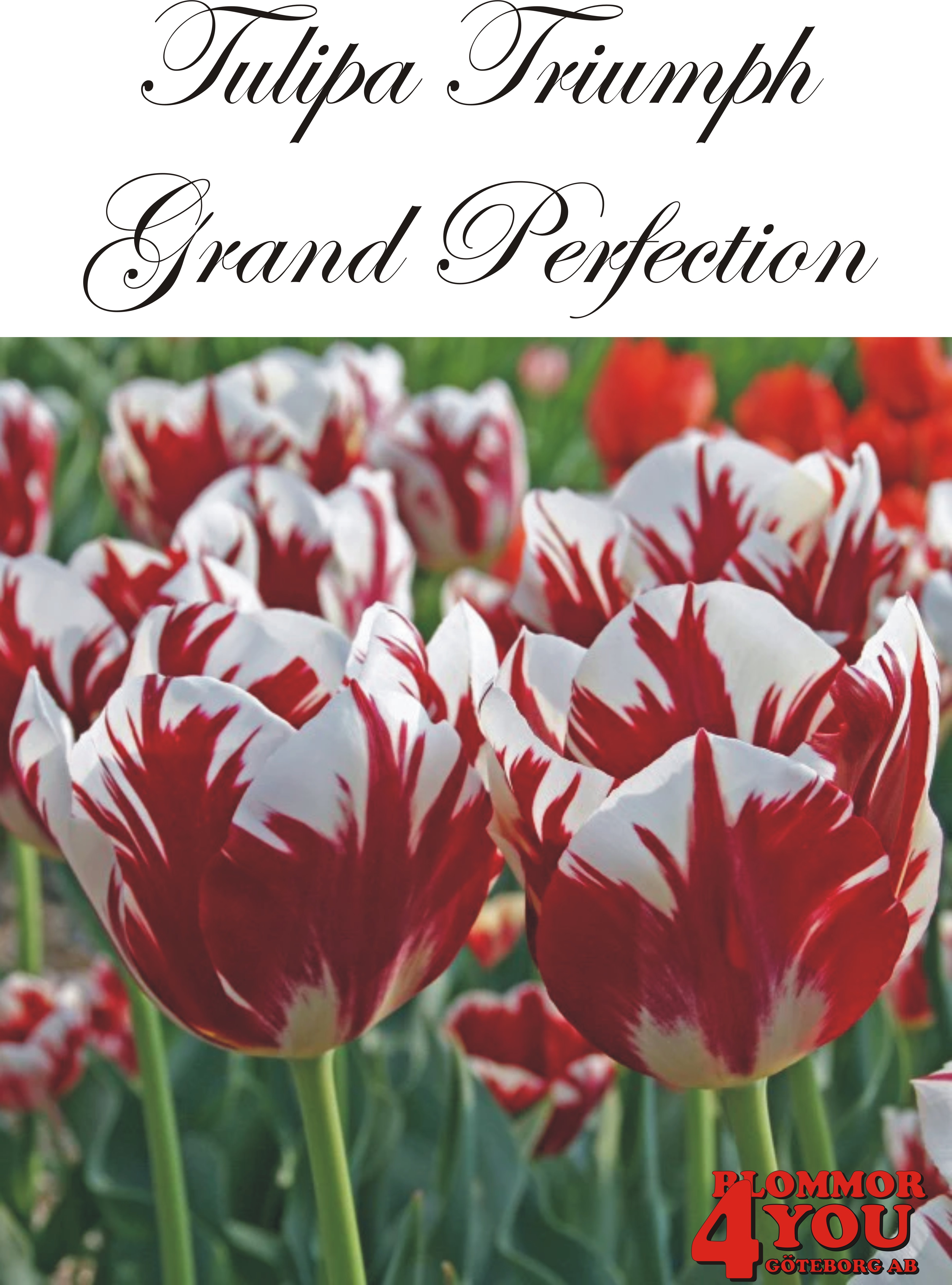 80160  GRAND PERFECTION      TRIUMPHTULPAN