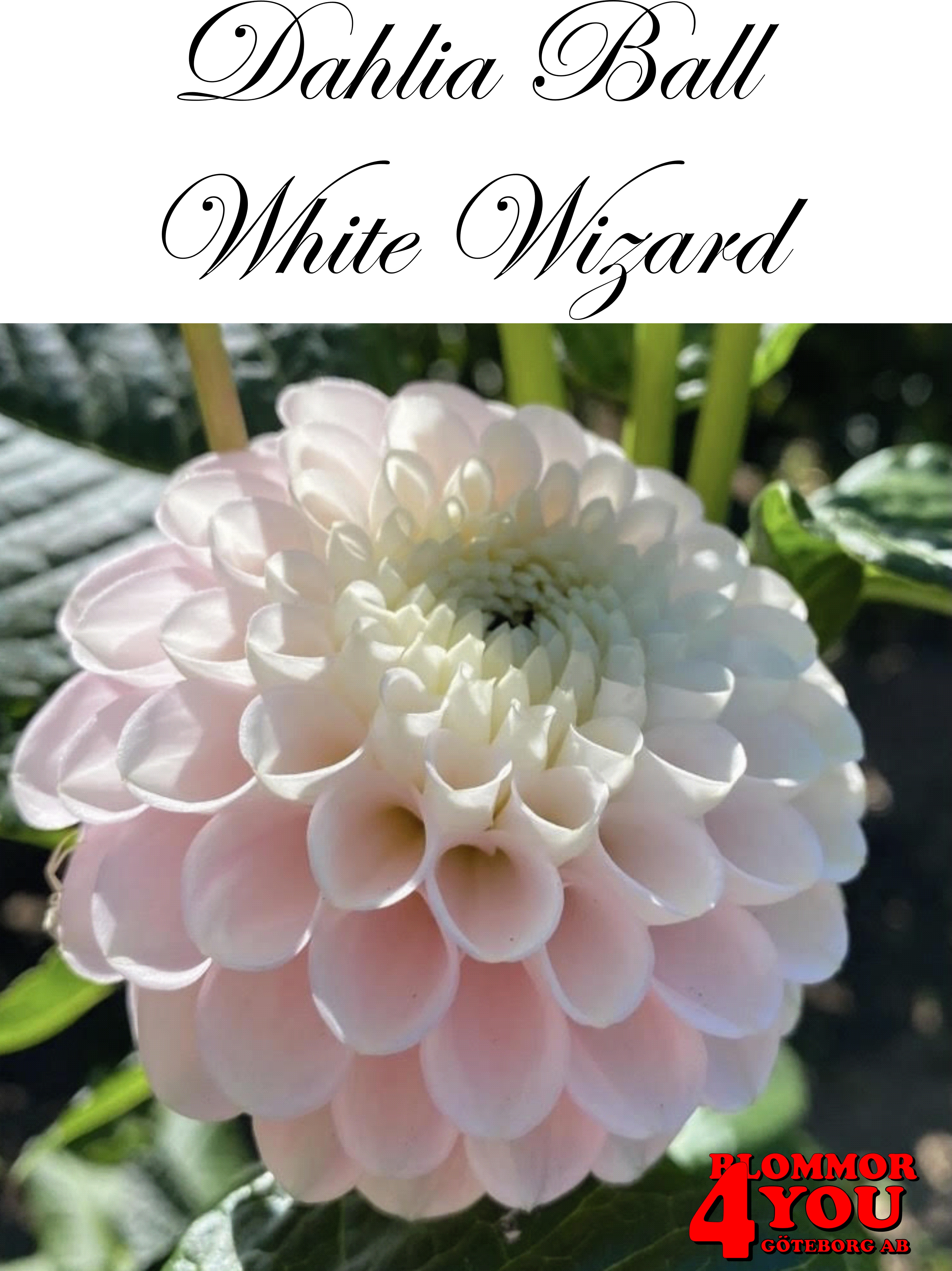 Dahlia    White Wizard