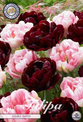 81085   DOUBLE DUTCH        GARDENMIX TULPAN