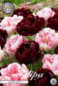81085   DOUBLE DUTCH        GARDENMIX TULPAN