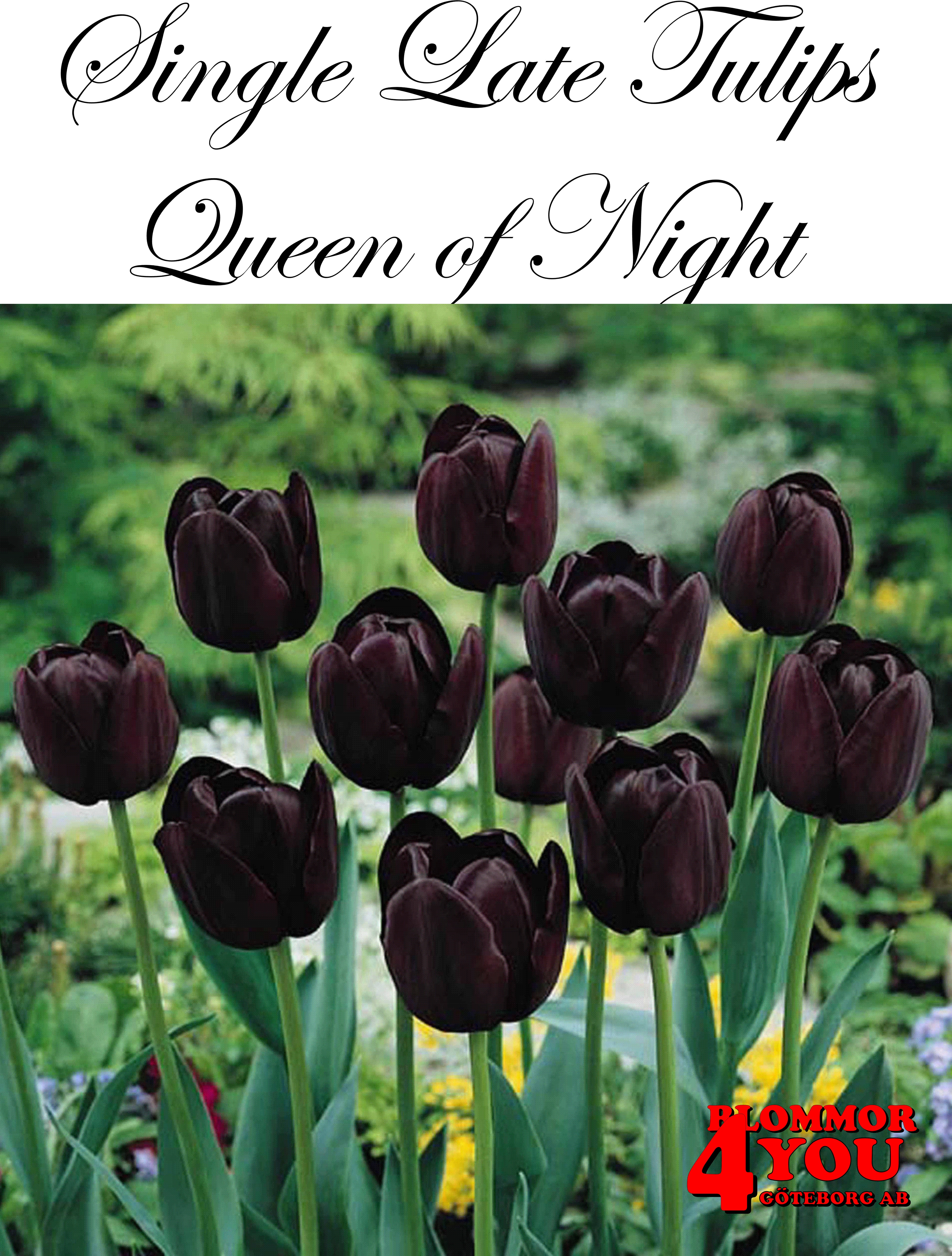 80540   QUEEN OF NIGHT       ENKEL SENTULPAN