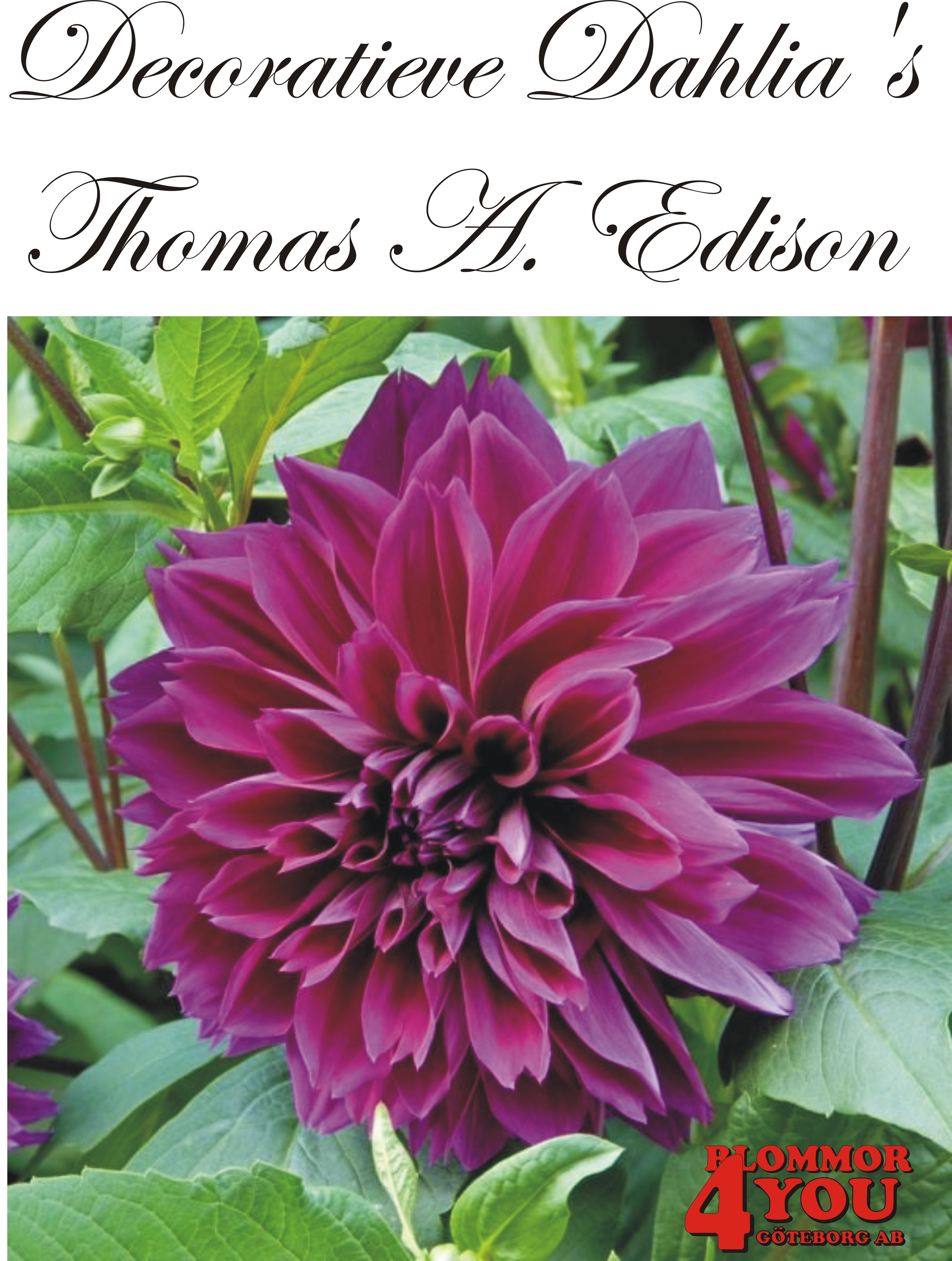 Dahlia Thomas A. Edison