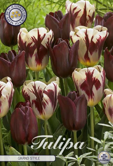 81115  GRAND STYLE      GARDENMIX TULPAN