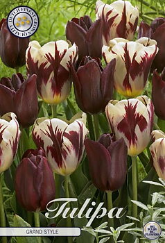 81115  GRAND STYLE      GARDENMIX TULPAN