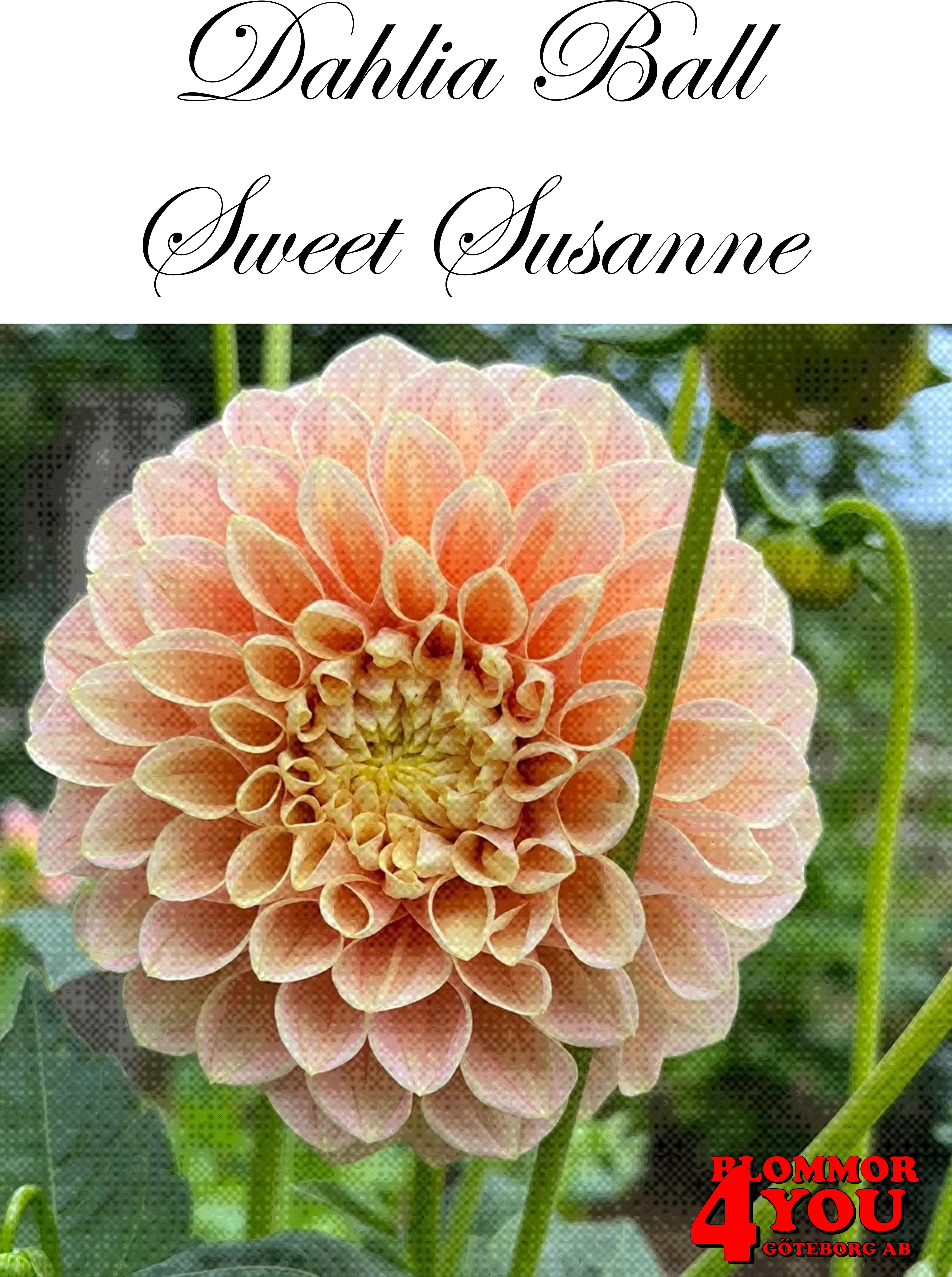 Dahlia     Sweet Susanne