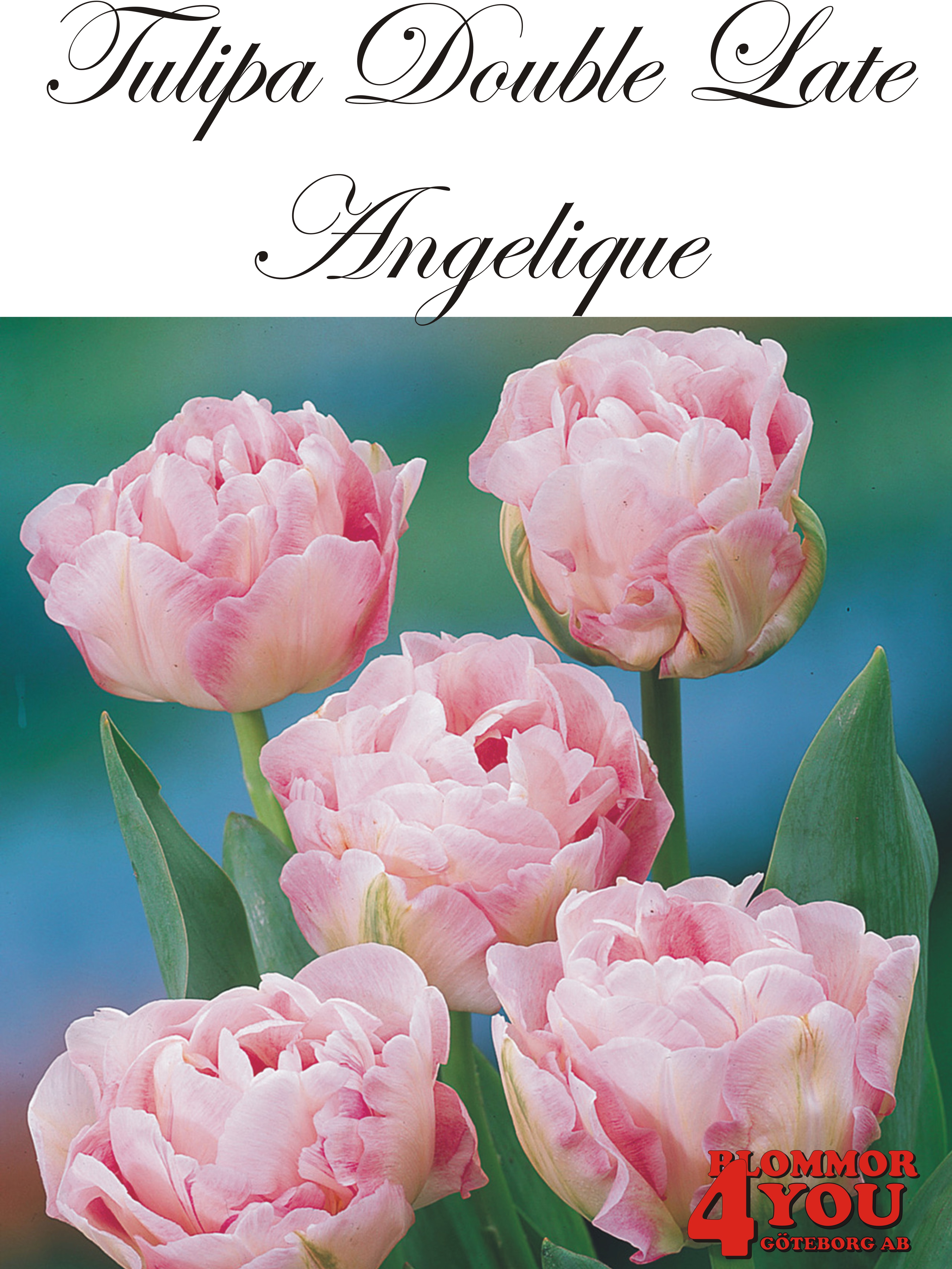 80670   ANGELIQUE       DUBBEL SENTULPAN