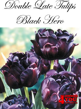 80675  BLACK HERO       DUBBEL SENTULPAN