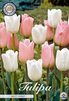 81155   SWEET CANDY       GARDENMIX TULPAN
