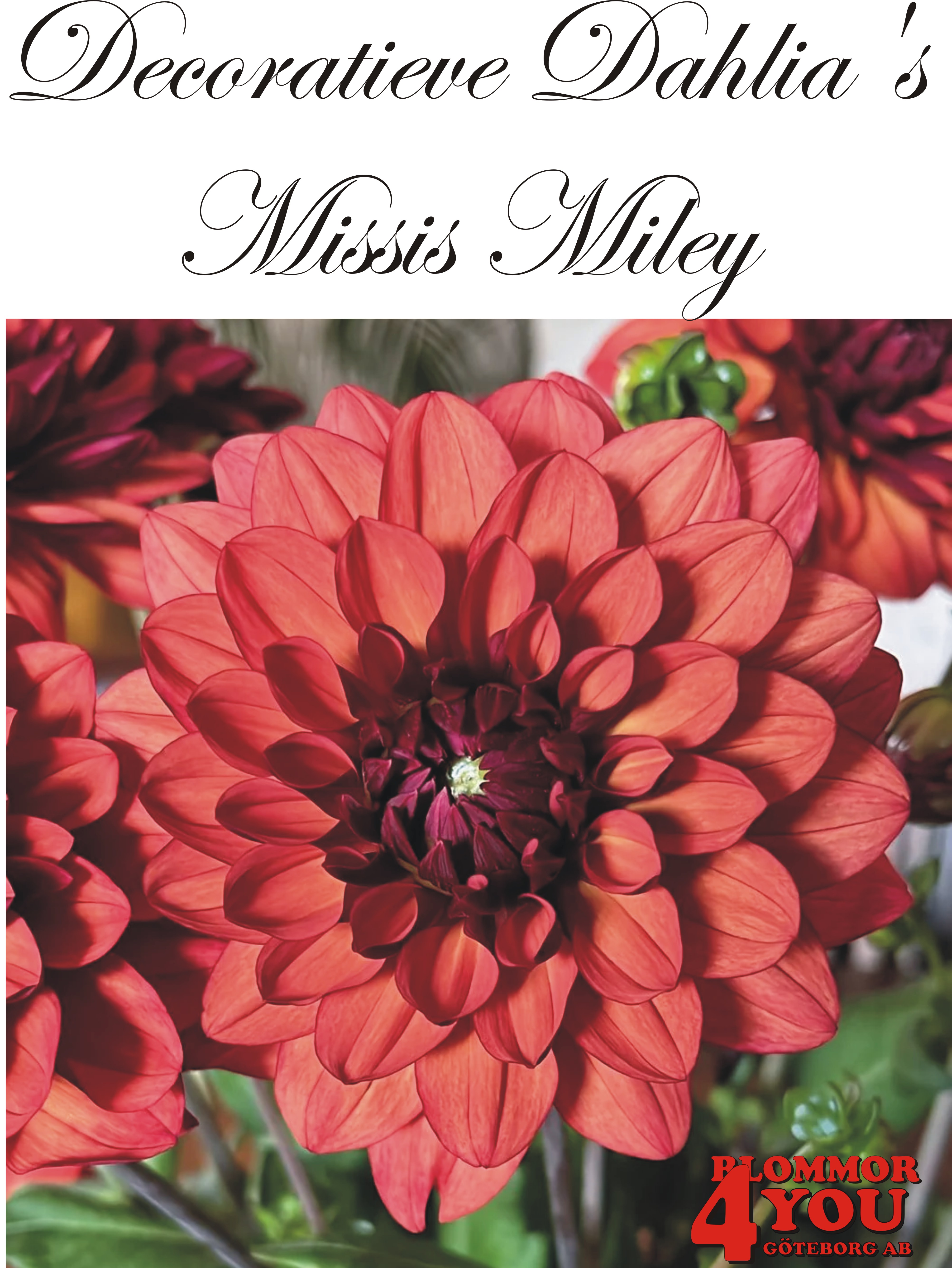 Dahlia Missis Miley