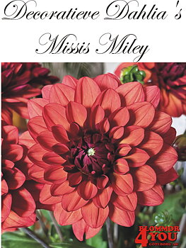Dahlia Missis Miley