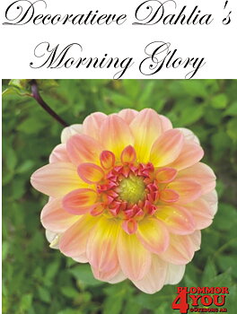 Dahlia Morning Glory
