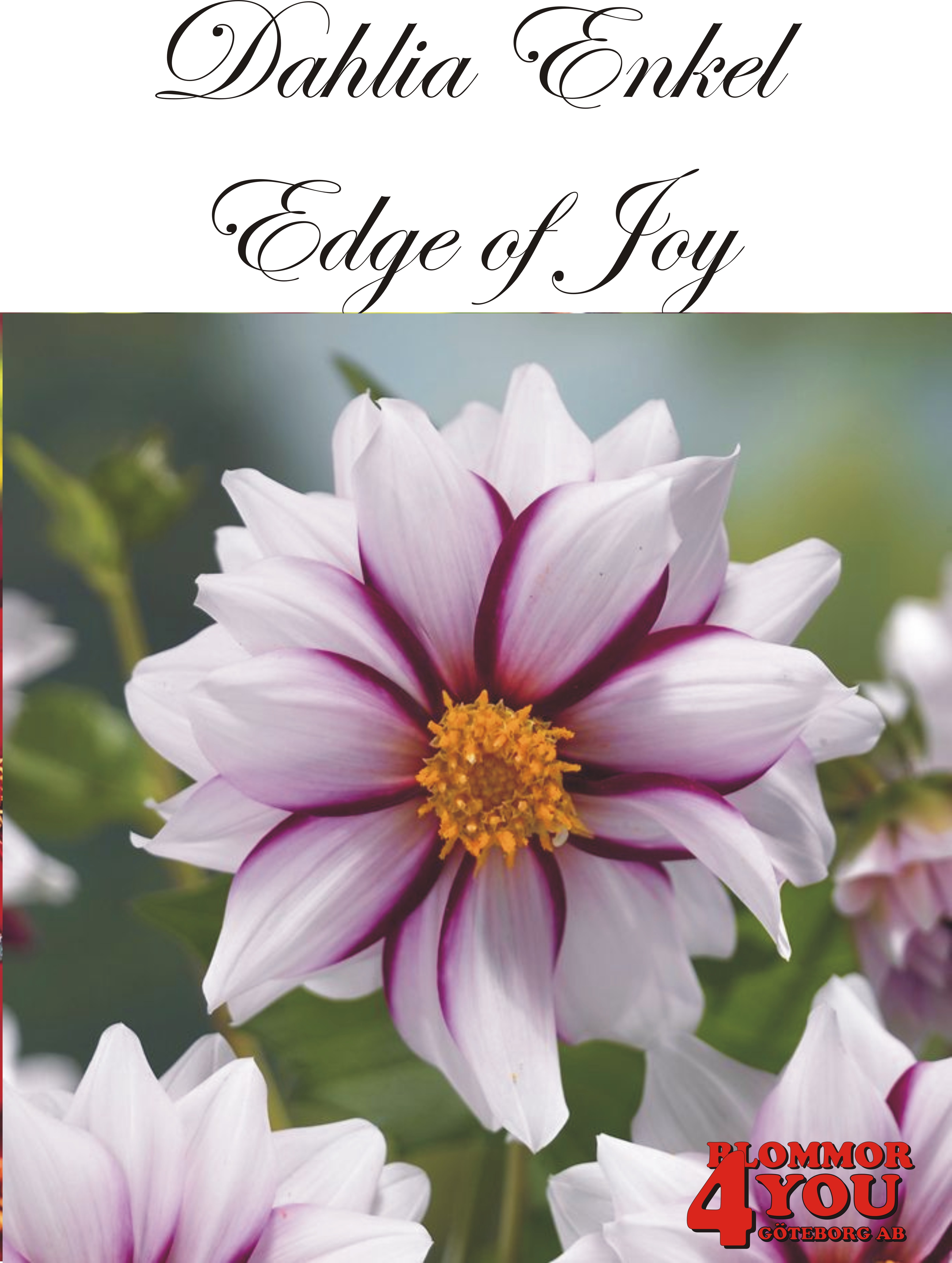 Dahlia Edge of Joy