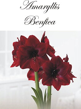 7559   Amaryllis  Benfica   Lökstorlek: 28/30