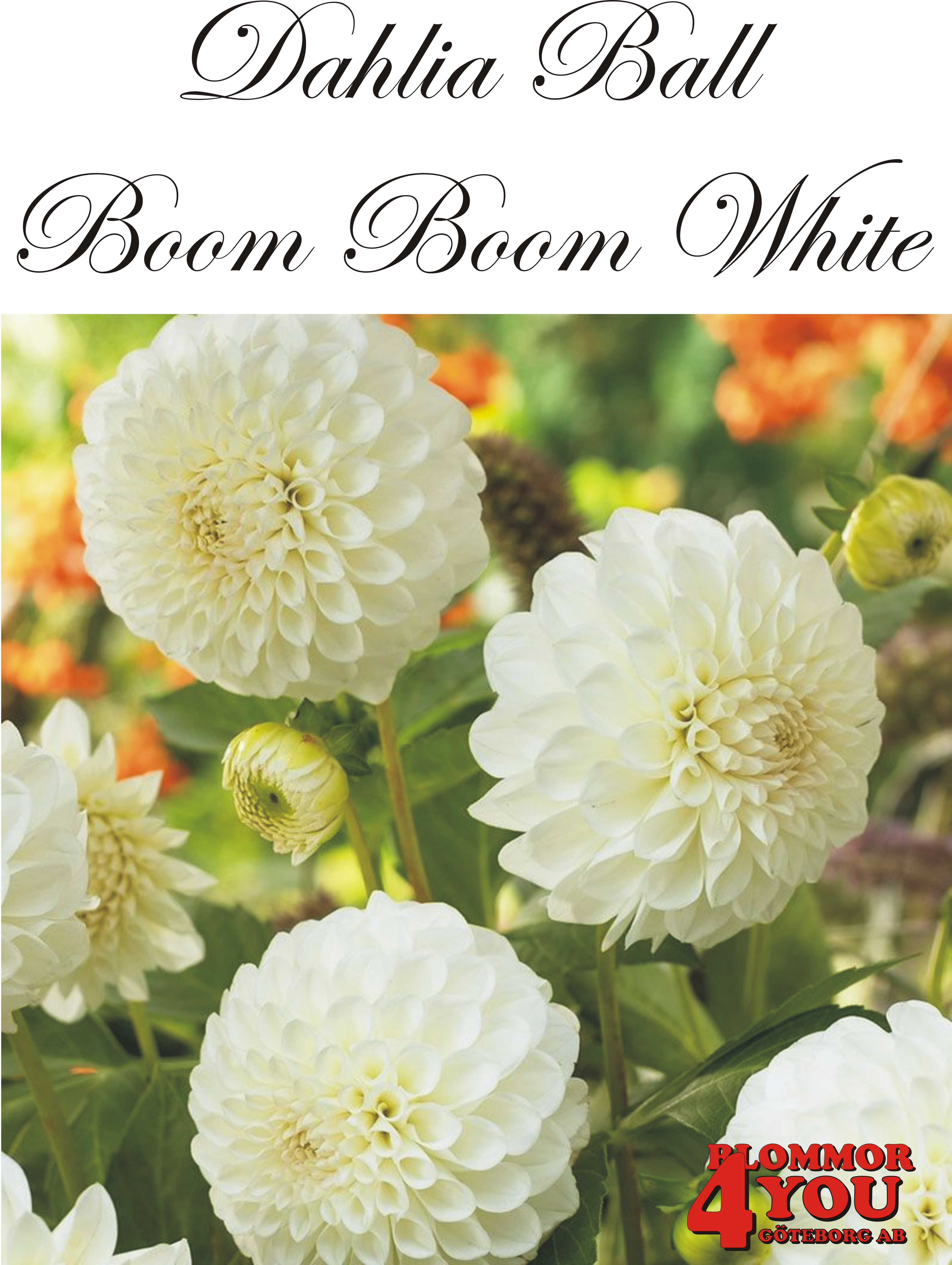 Bolldahlia     Boom Boom White