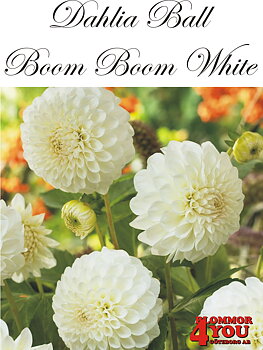 Bolldahlia     Boom Boom White