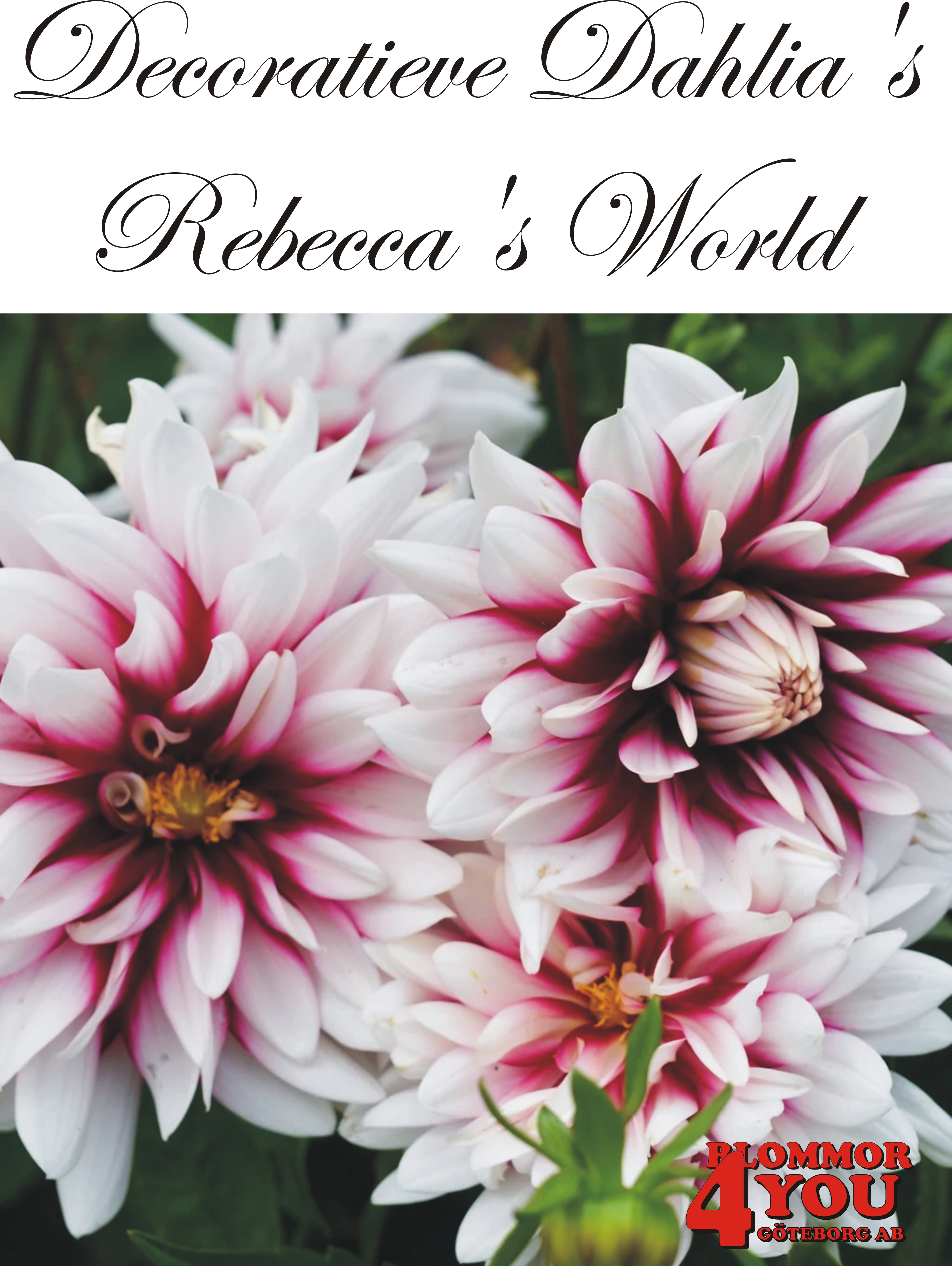 Dahlia Rebeccas World
