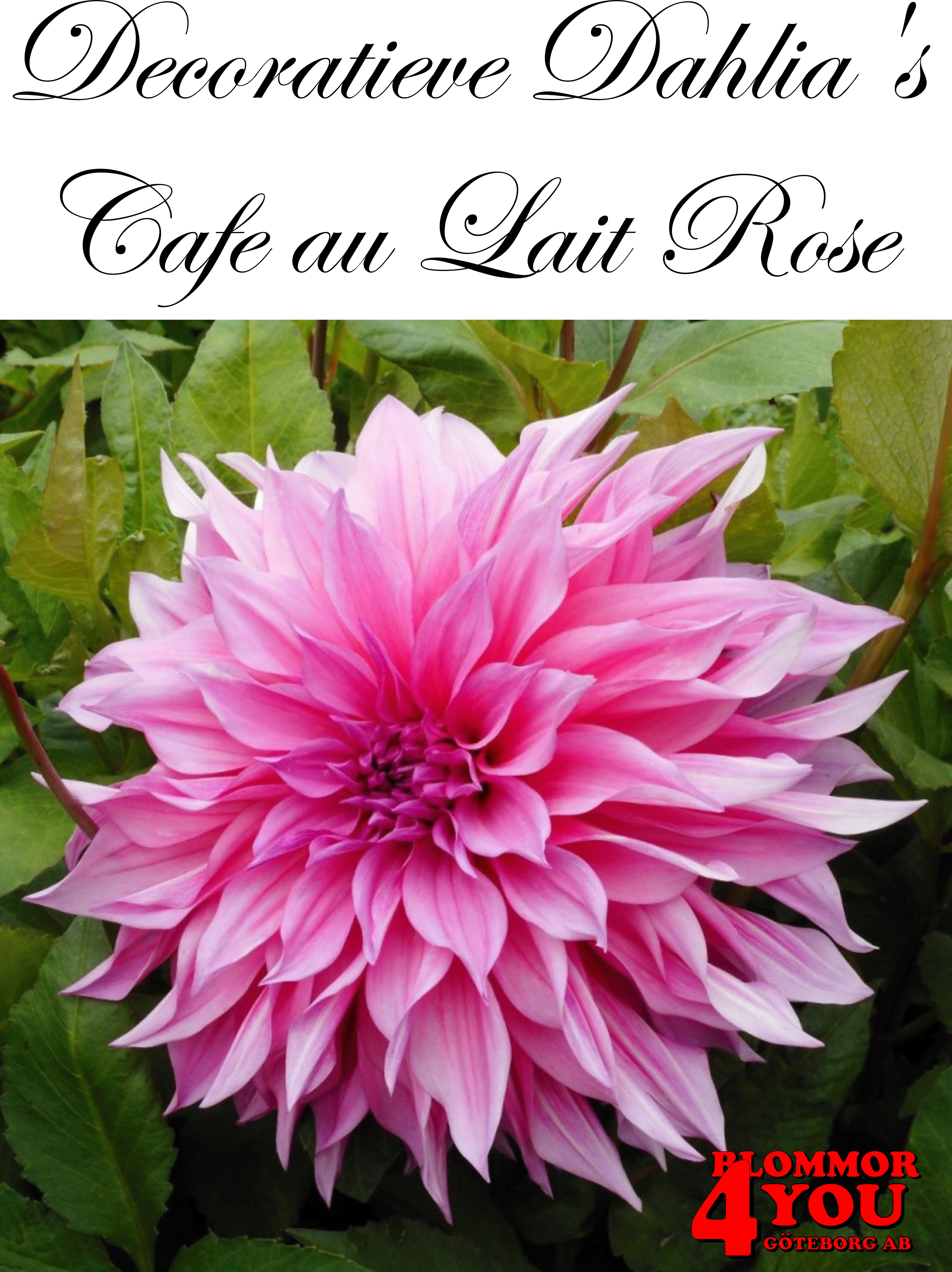 Dahlia Café au Lait Rose