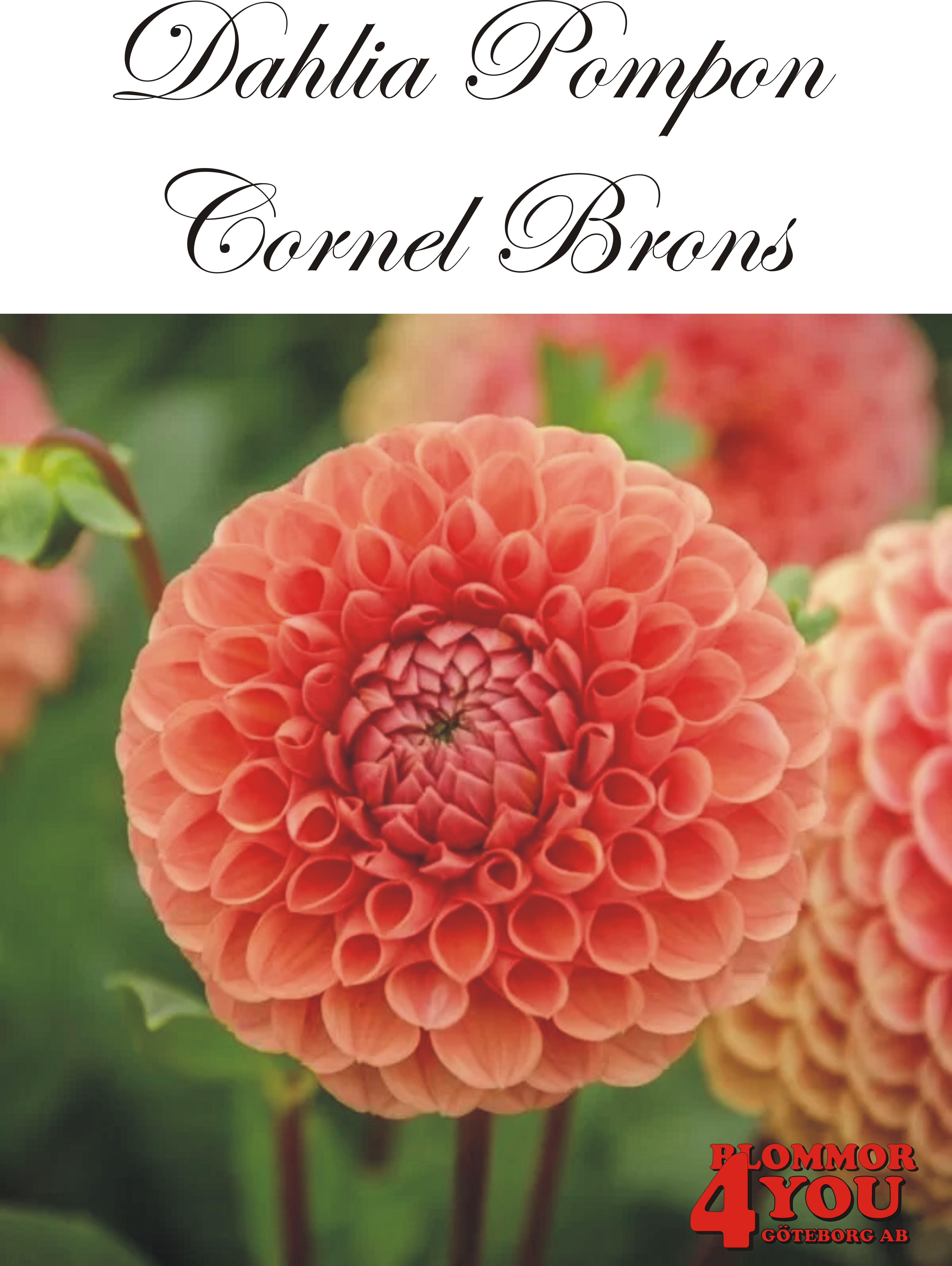 Dahlia Cornel Brons