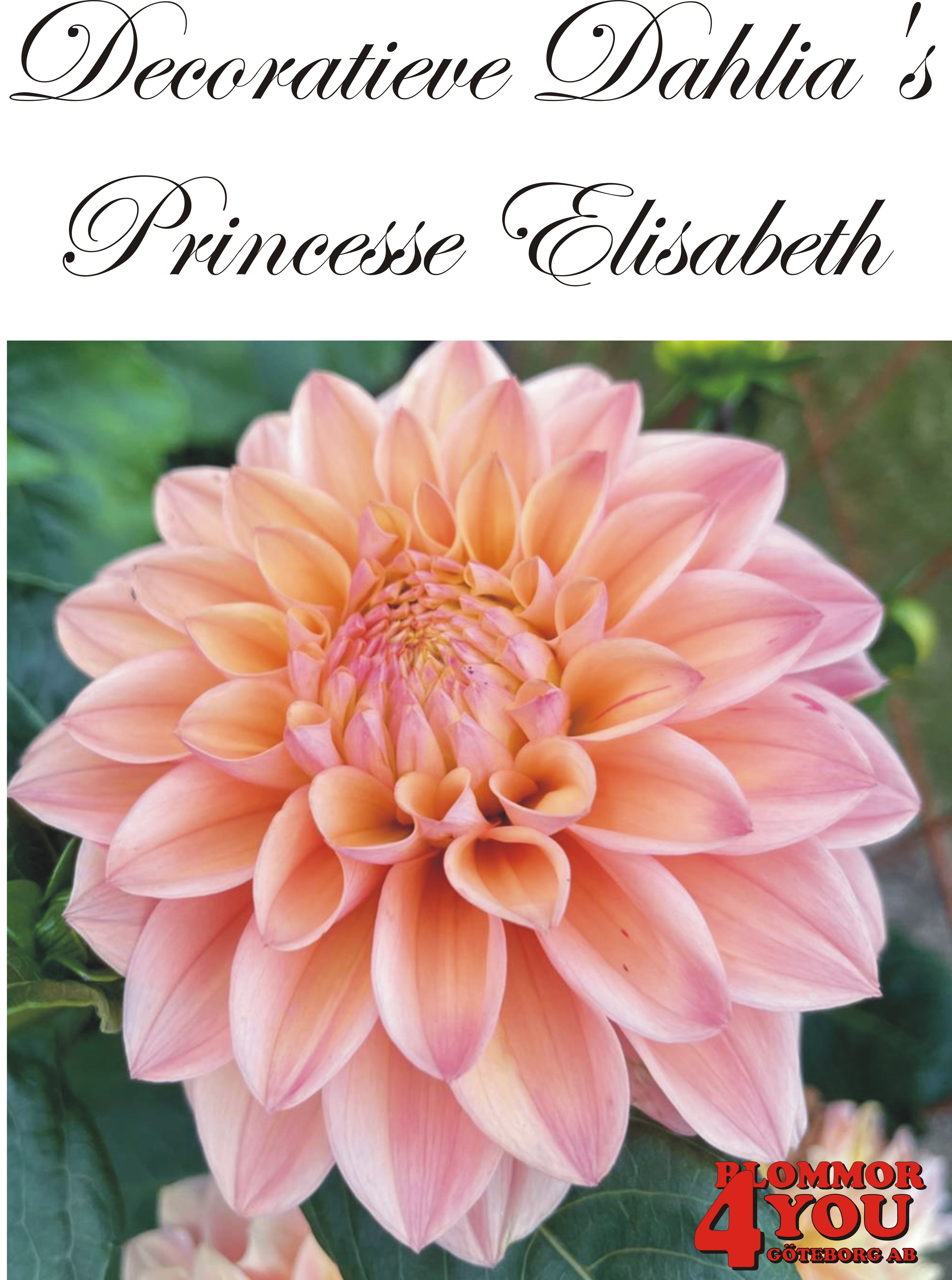 Dahlia Princesse Elisabeth