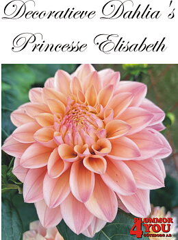 Dahlia Princesse Elisabeth