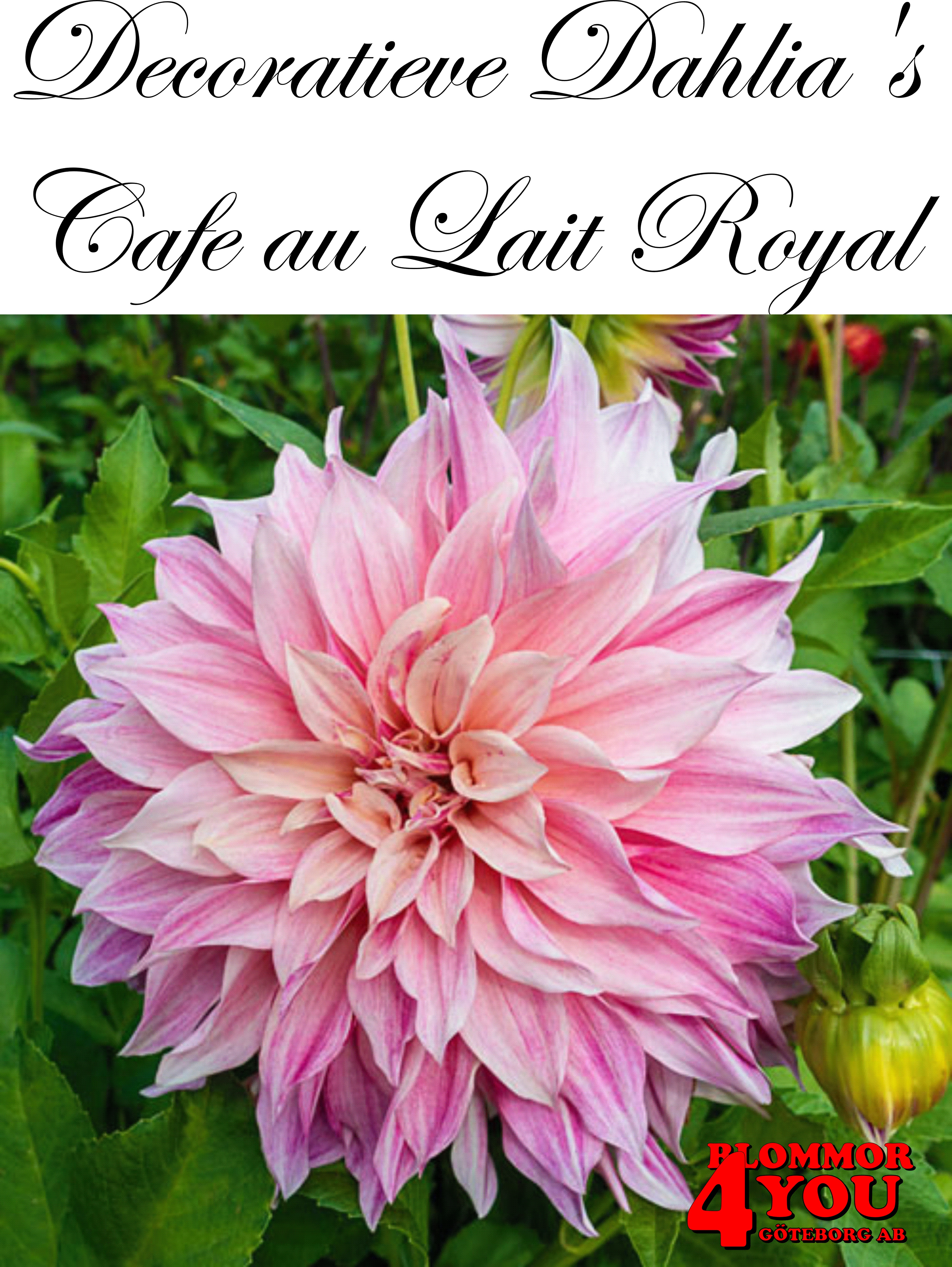 Dahlia Cafe au Lait Royal