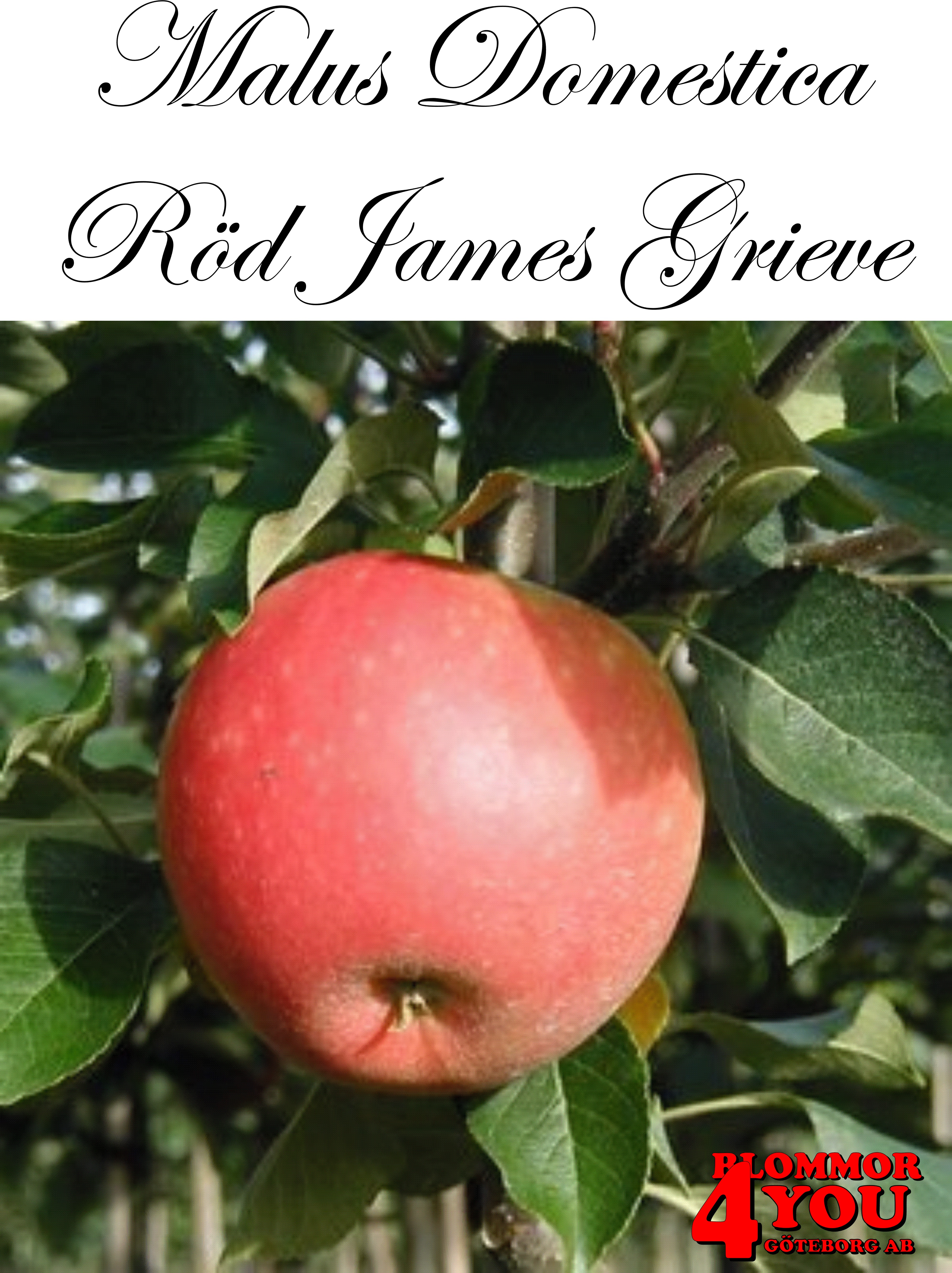 Äpple M.dom Röd James Grieve   (CAC) MM111   Stam 2-års A-kv Co/Pack Co