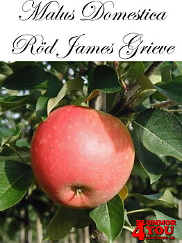 Äpple M.dom Röd James Grieve   (CAC) MM111   Stam 2-års A-kv Co/Pack Co