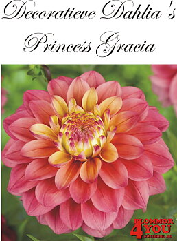 Dahlia Princess Gracia
