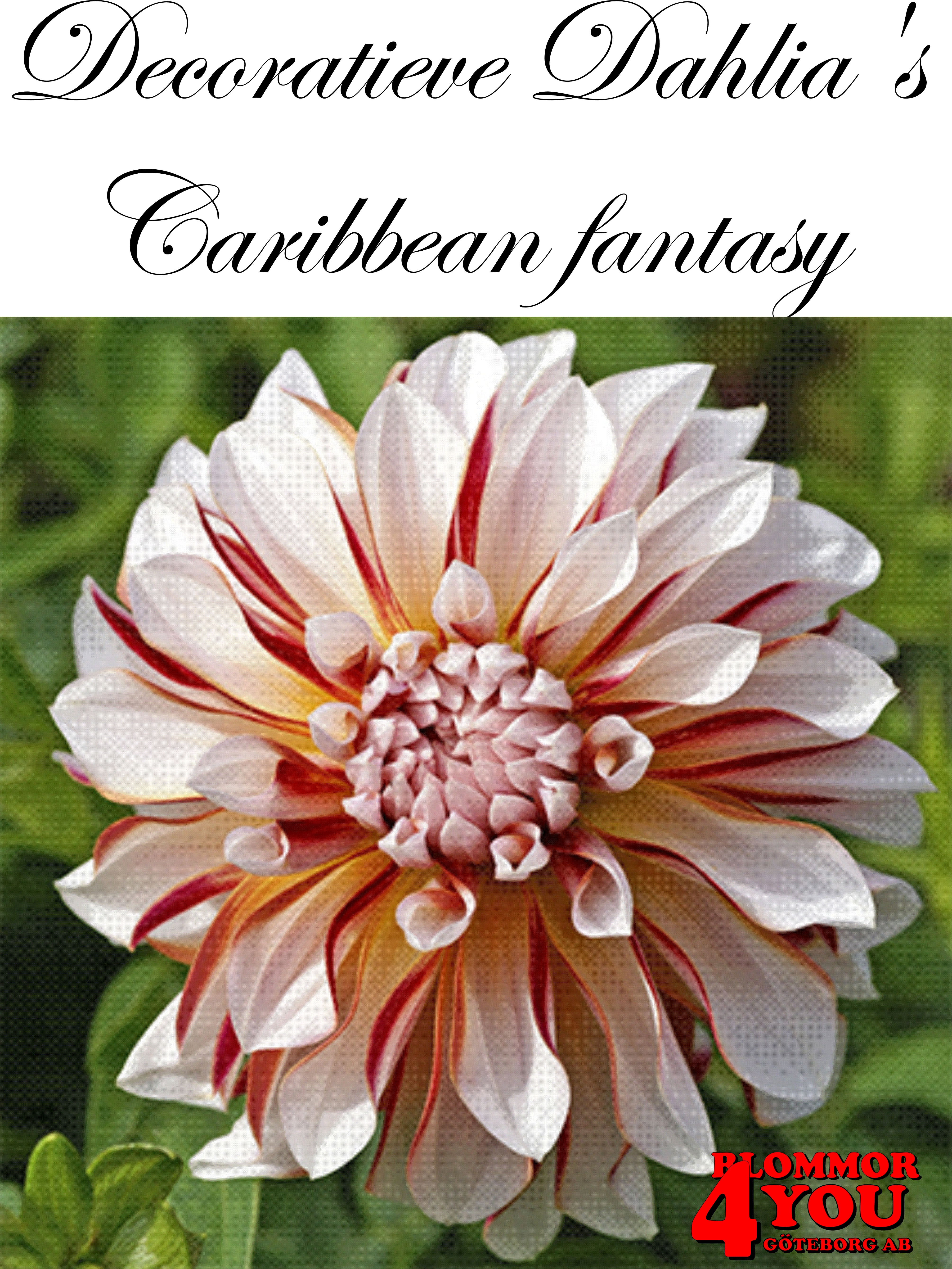 Dahlia Caribbean fantasy