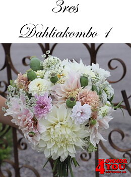 3res Dahliakombo 1