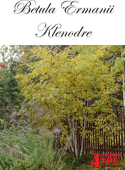 Betula ermanii KLENOD®E (Ep Betkl)   Utr 200-250 Co