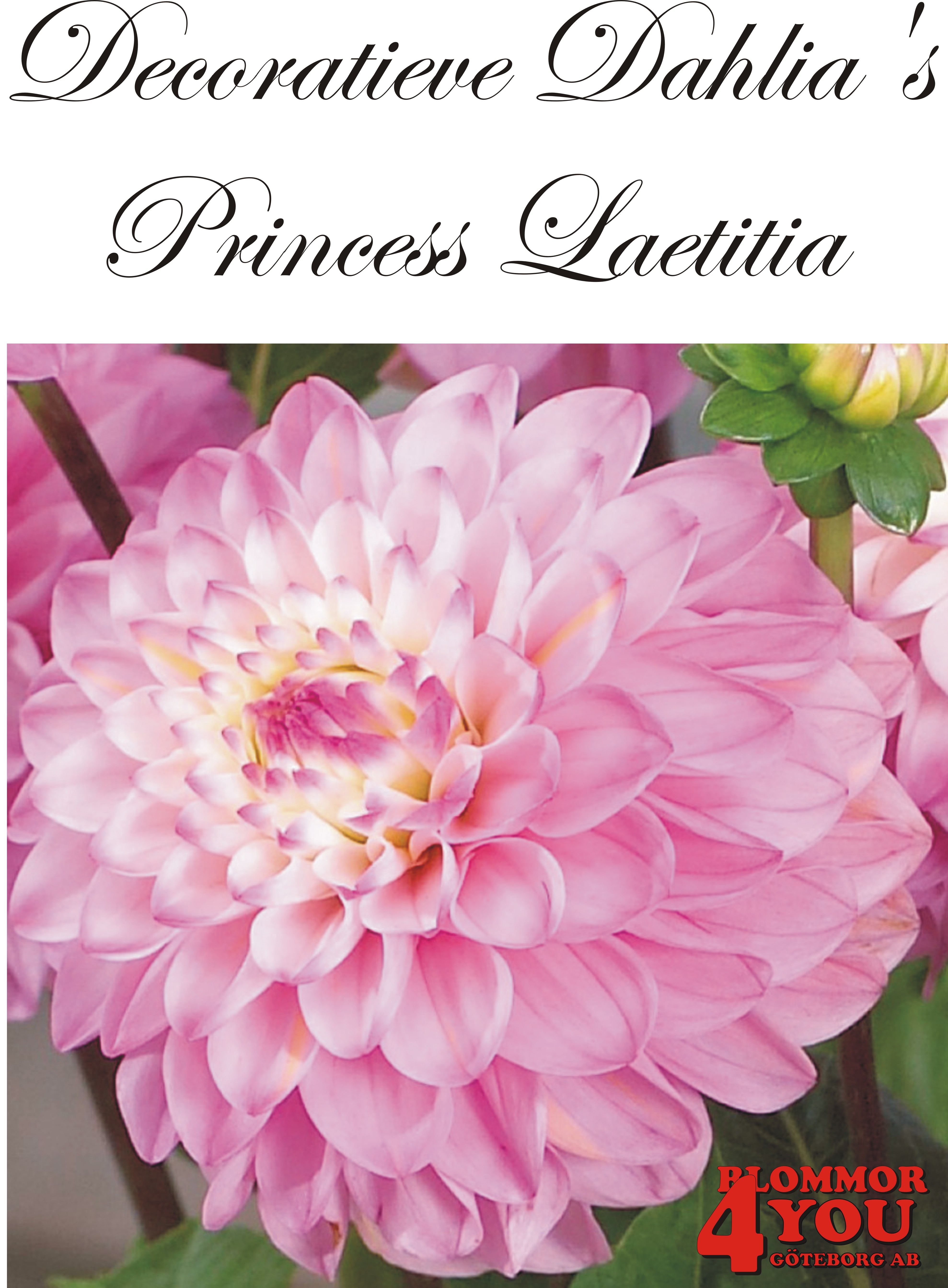 Dahlia Princess Laetitia