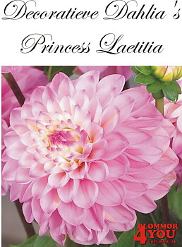 Dahlia Princess Laetitia