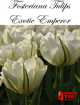 EXOTIC EMPEROR FOSTERIANATULPAN