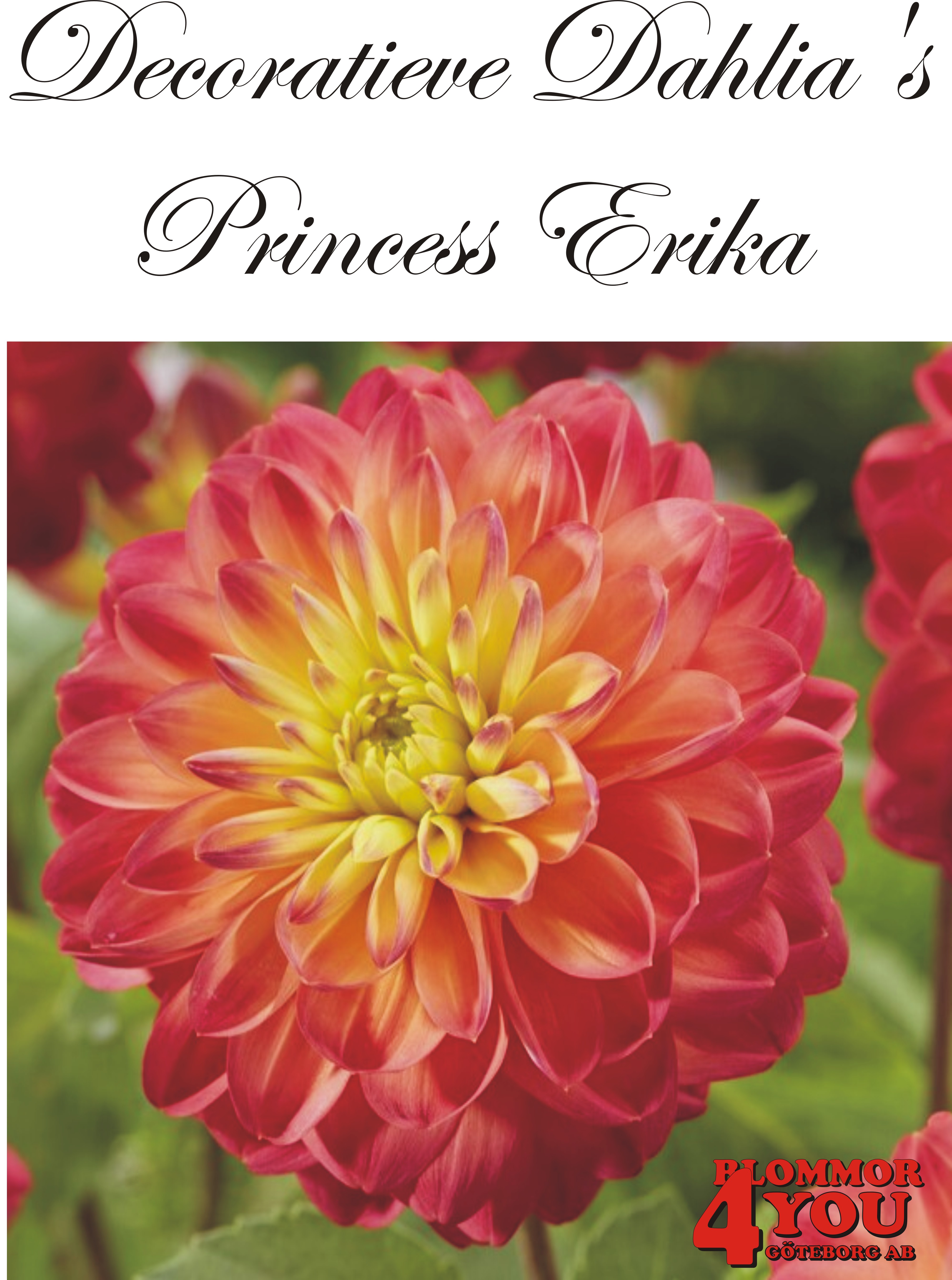 Dahlia Princess Erika