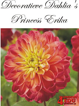 Dahlia Princess Erika