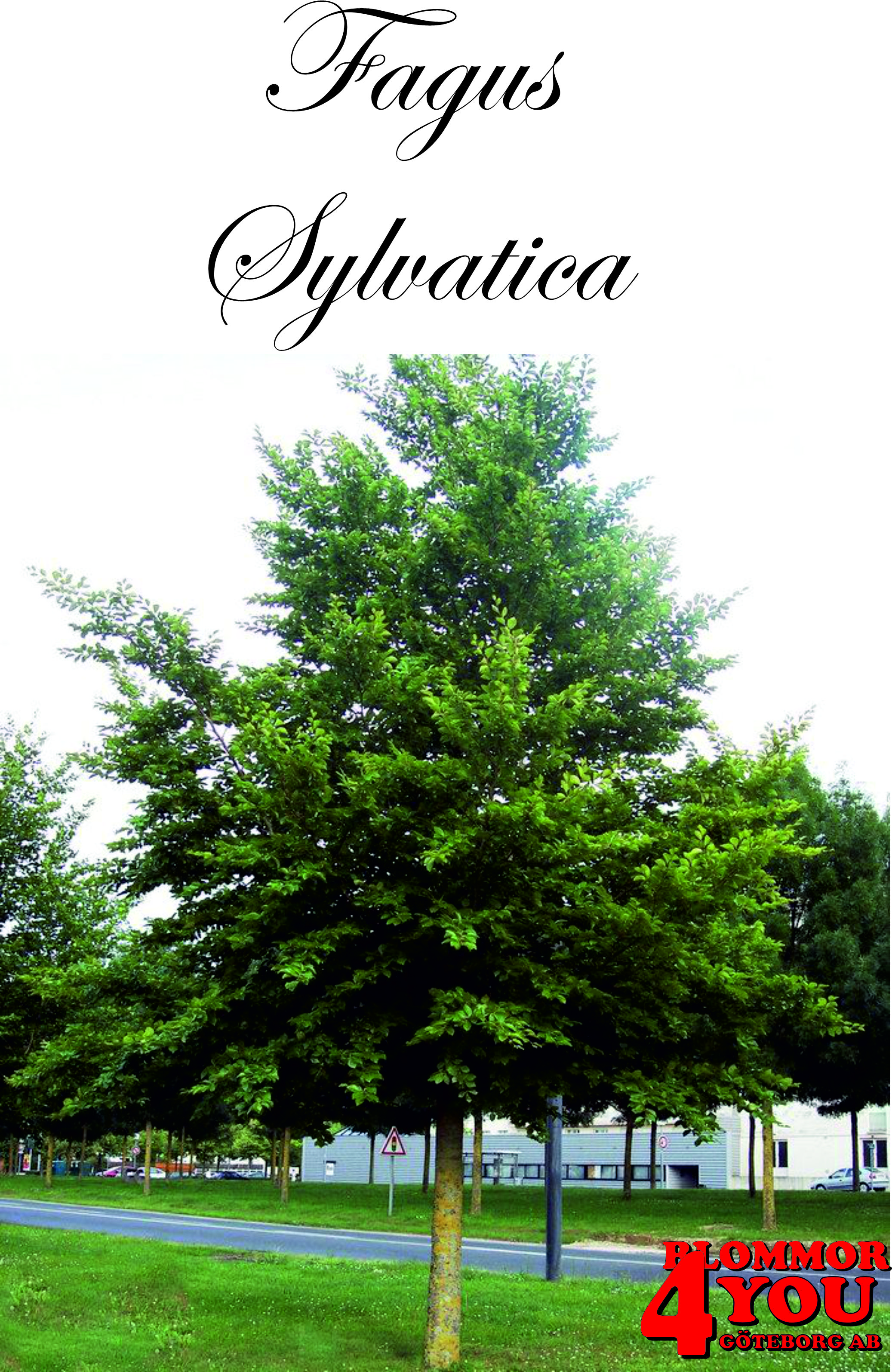Fagus sylvatica      Ungträd   100-125 Co