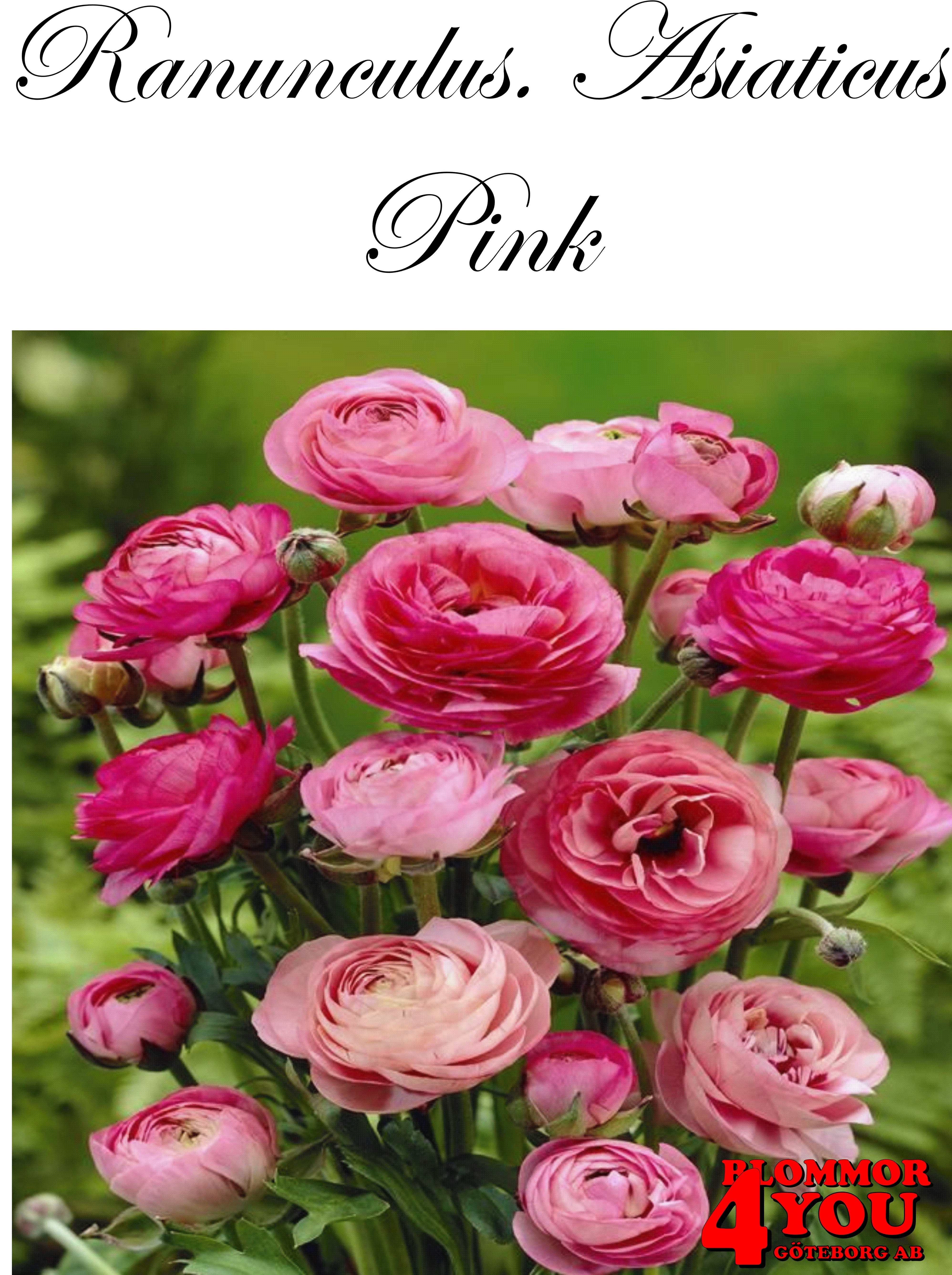 Ranunculus. Asiaticus Pink  10 st knölar