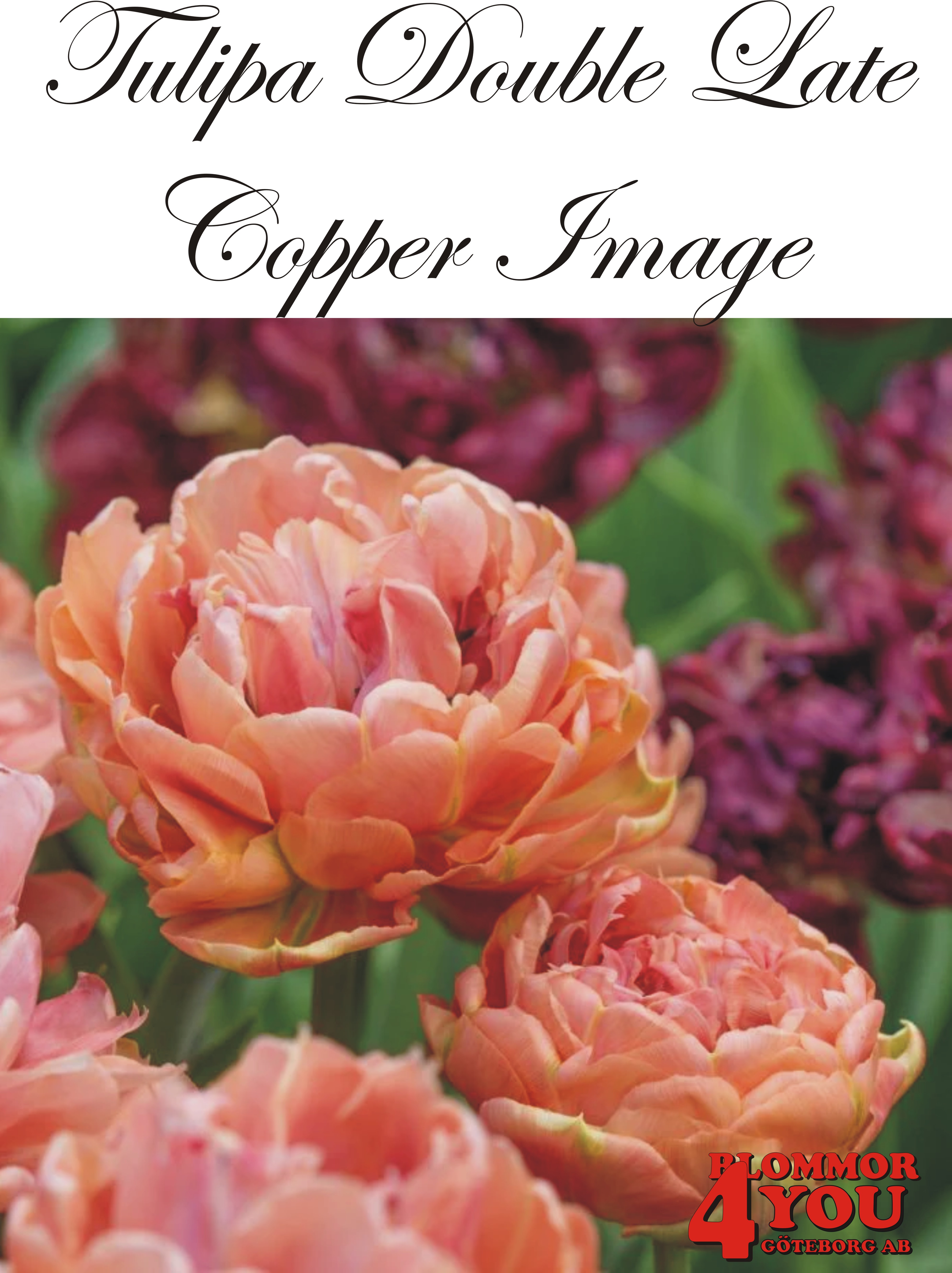 80690  COPPER IMAGE       DUBBEL SENTULPAN