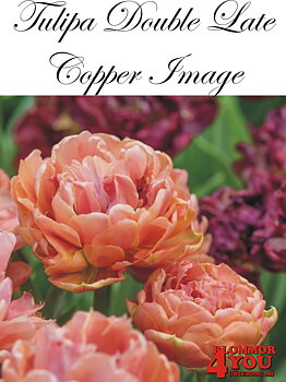 80690  COPPER IMAGE       DUBBEL SENTULPAN