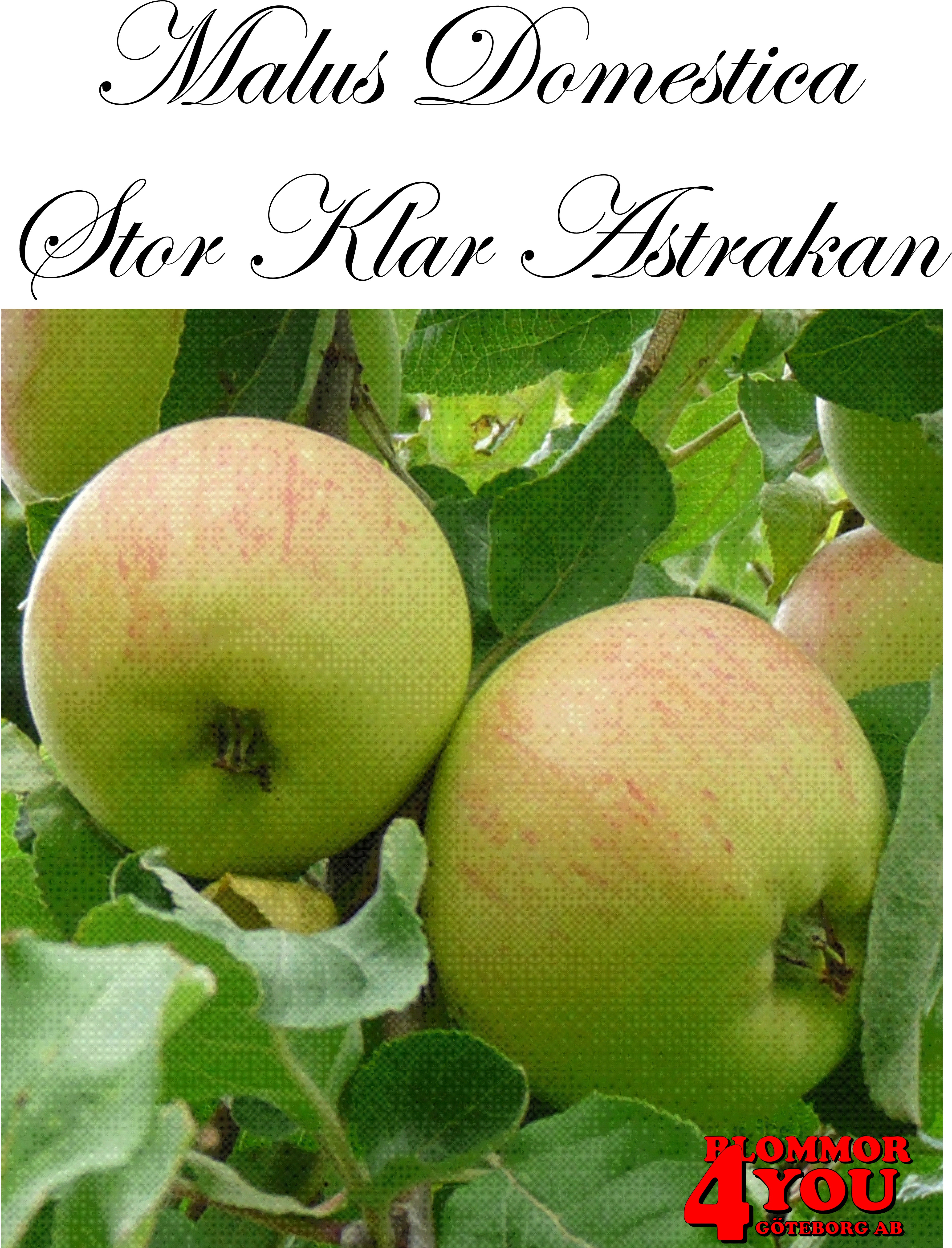 Äpple  M.dom Stor Klar Astrakan   (CAC) A2   Stam 2-års A-kv Co/Pack Co