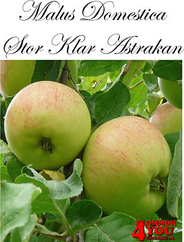 Äpple  M.dom Stor Klar Astrakan   (CAC) A2   Stam 2-års A-kv Co/Pack Co