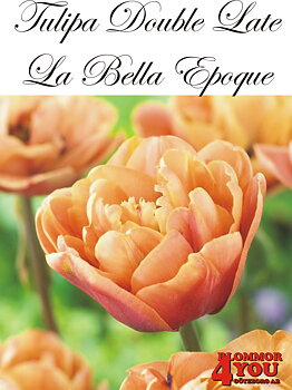 80735  LA BELLE EPOQUE       DUBBEL SENTULPAN