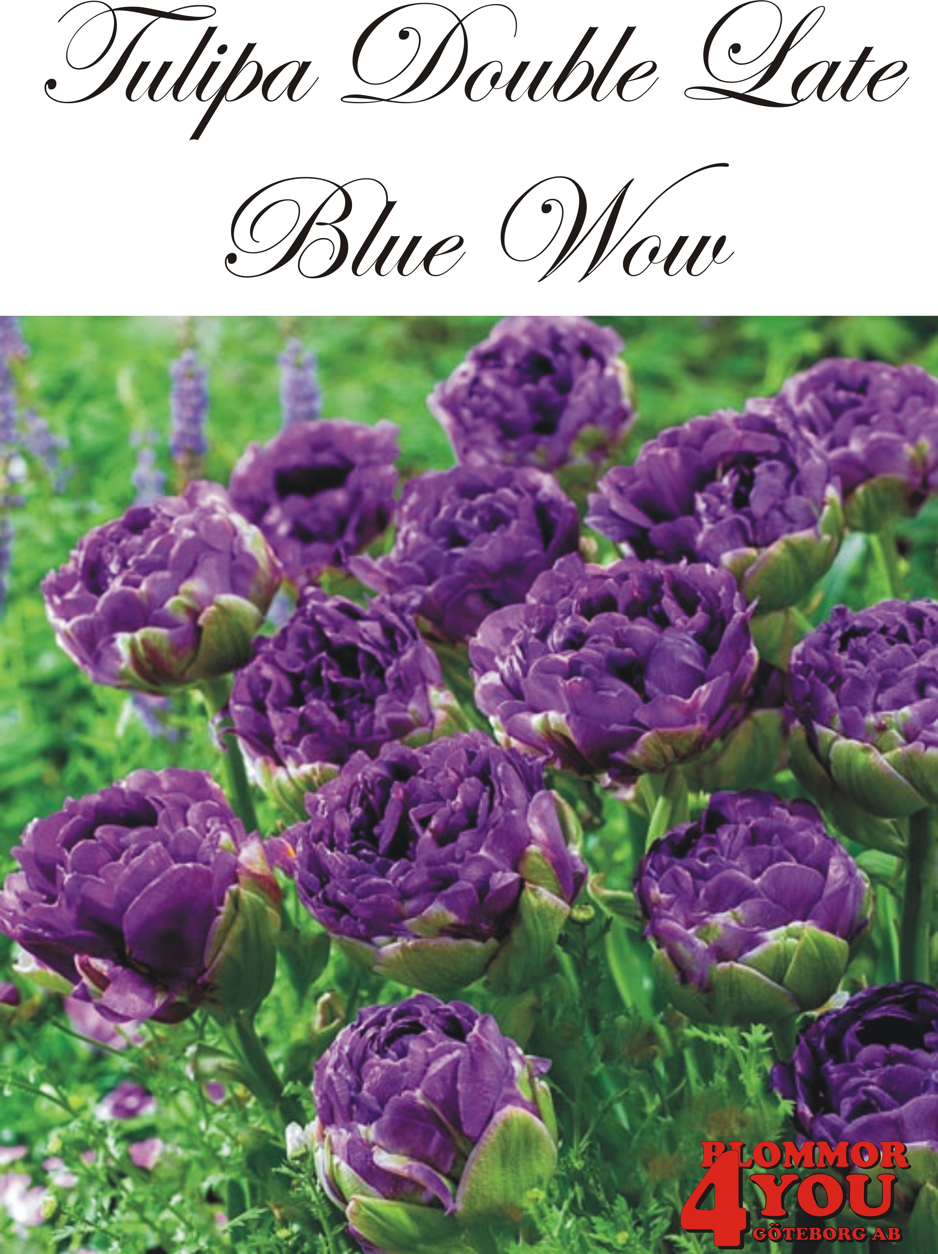 80680  BLUE WOW       DUBBEL SENTULPAN