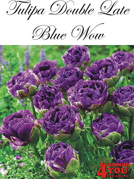 80680  BLUE WOW       DUBBEL SENTULPAN