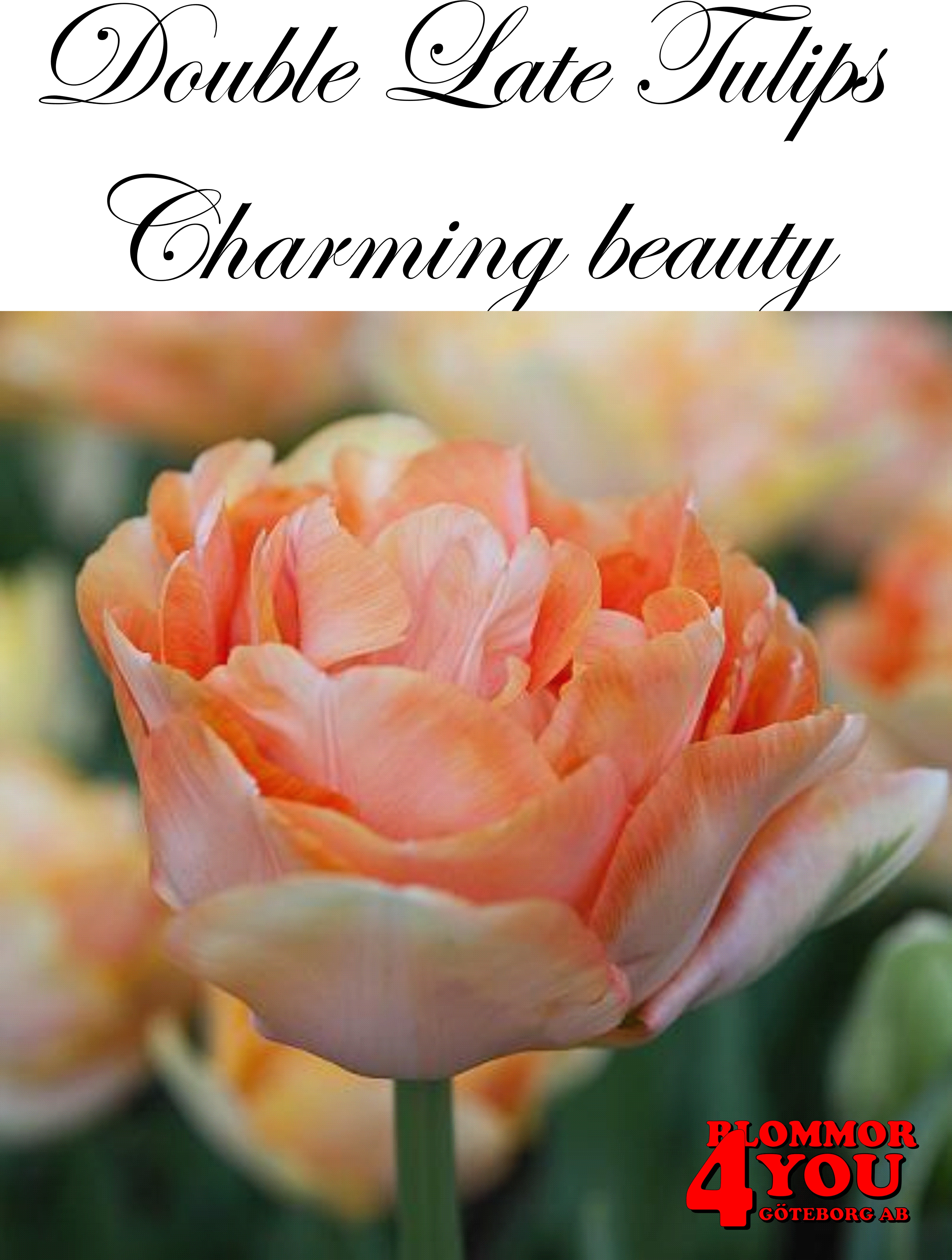 80687  CHARMING BEAUTY      DUBBEL SENTULPAN