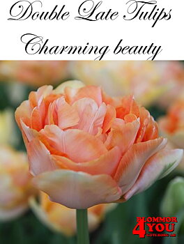 80687  CHARMING BEAUTY      DUBBEL SENTULPAN
