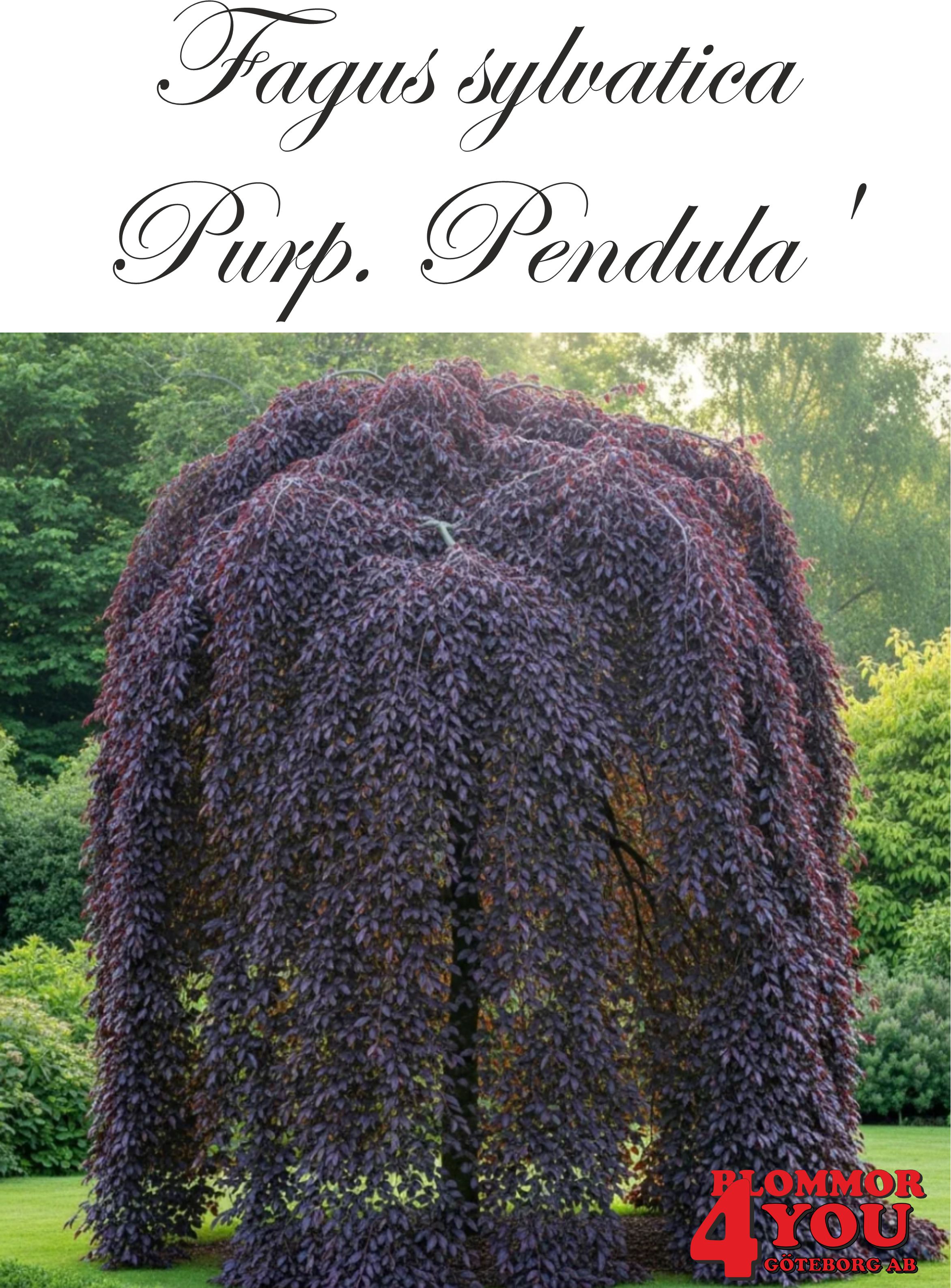 Fagus syl. (Purpurbl.) Purp. Pendula Utr 150-175 Co / Klump