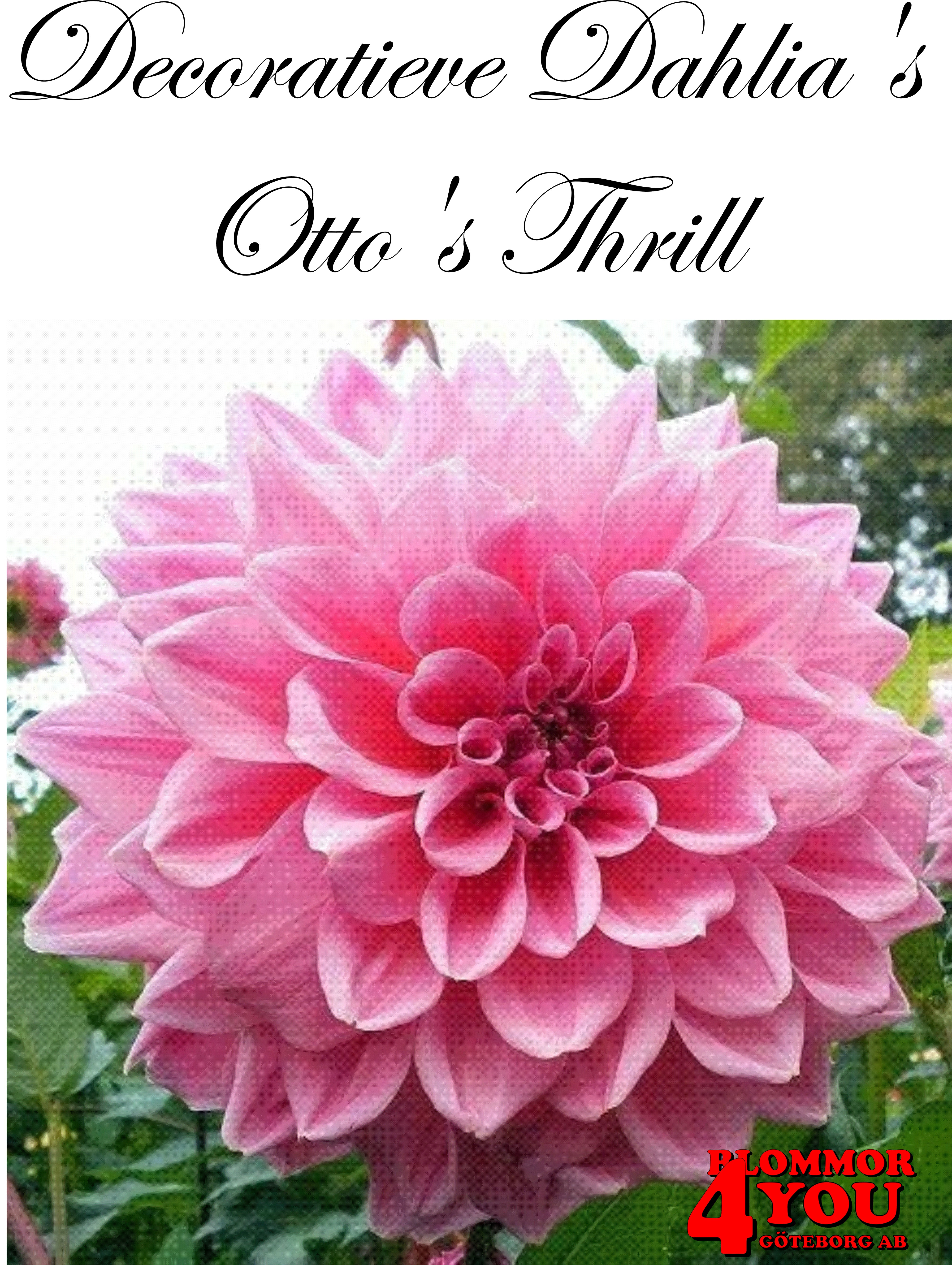 Dahlia Ottos Thrill