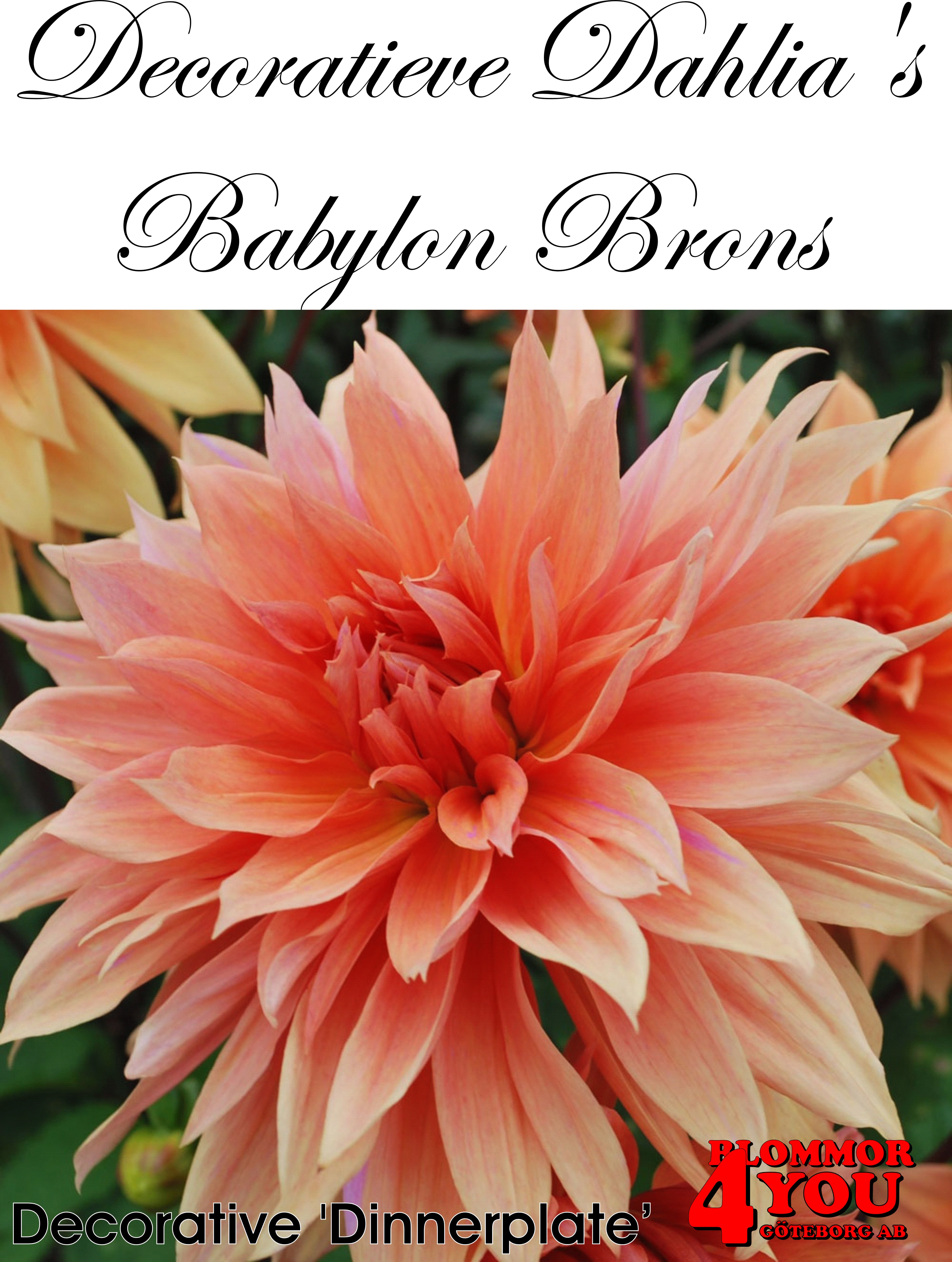 Dahlia Babylon Brons